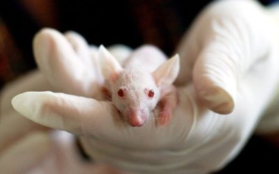 Une importante progression grâce à des tests prometteurs sur les souris