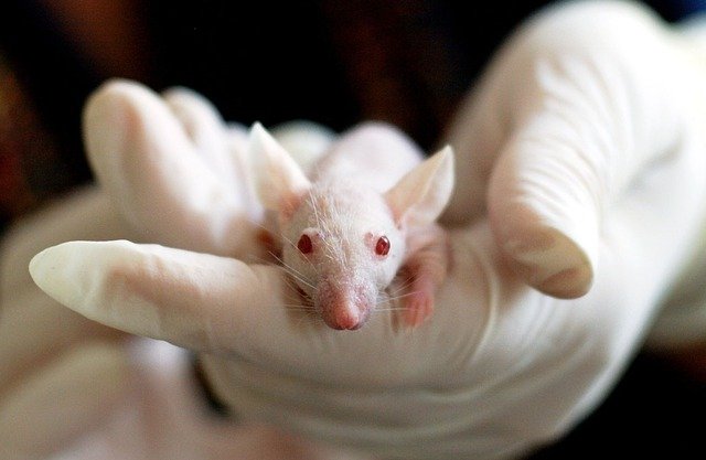 Une importante progression grâce à des tests prometteurs sur les souris